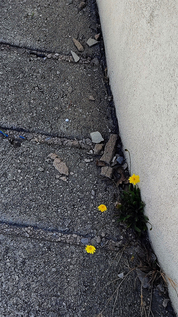 Simona Prosheva (MK) (2)